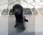 Small Photo #3 Labrador Retriever Puppy For Sale in LAKE ALFRED, FL, USA