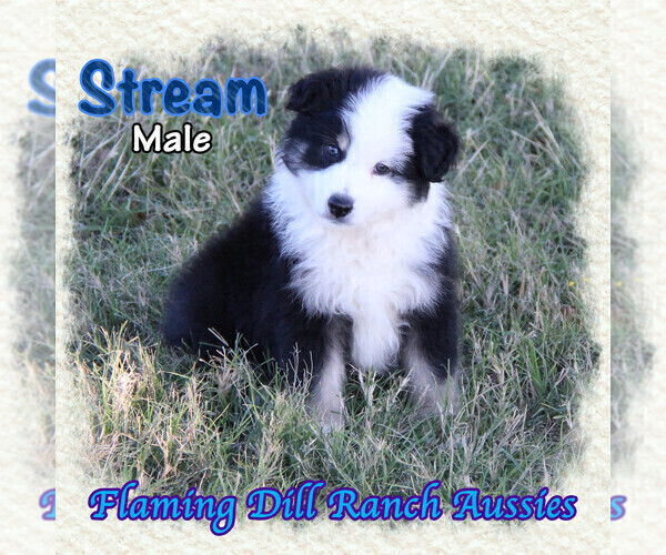 Full screen Photo #3 Miniature Australian Shepherd Puppy For Sale in FORESTBURG, TX, USA