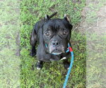 Small American Bulldog Mix