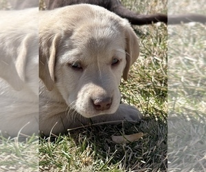 Labrador Retriever Puppy for sale in HUDSON, CO, USA