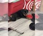 Small #1 Rottweiler