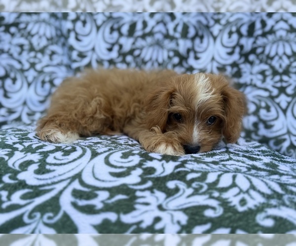 Medium Photo #8 Cavapoo (Miniature) Puppy For Sale in LAKELAND, FL, USA