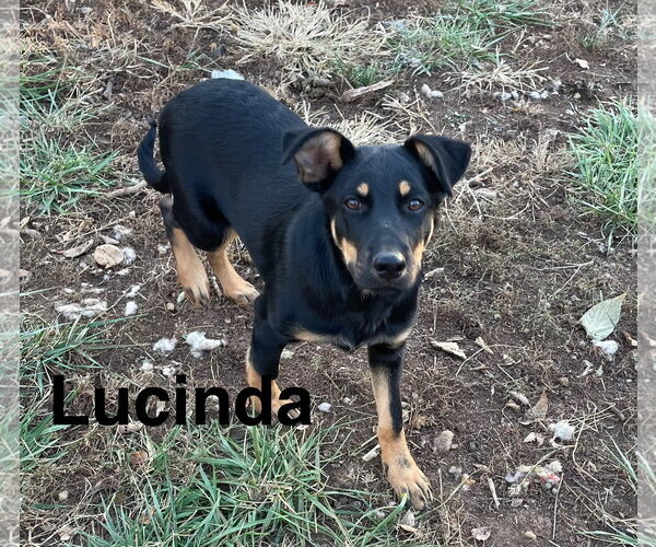 Medium Photo #2 Beauceron-German Shepherd Dog Mix Puppy For Sale in Topeka, KS, USA