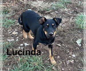 Lucinda - Female Beauceron-German Shepherd Dog Mix Dog for Adoption - Photo #2