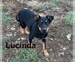 Small #1 Beauceron-German Shepherd Dog Mix