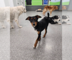 Small Photo #16 Doberman Pinscher-Unknown Mix Puppy For Sale in Buffalo, MN, USA