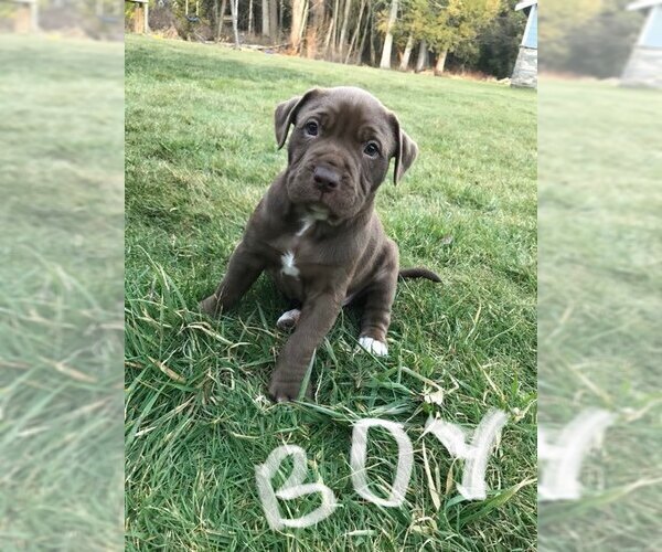 Medium Photo #8 American Bully-Labrador Retriever Mix Puppy For Sale in BLAINE, WA, USA
