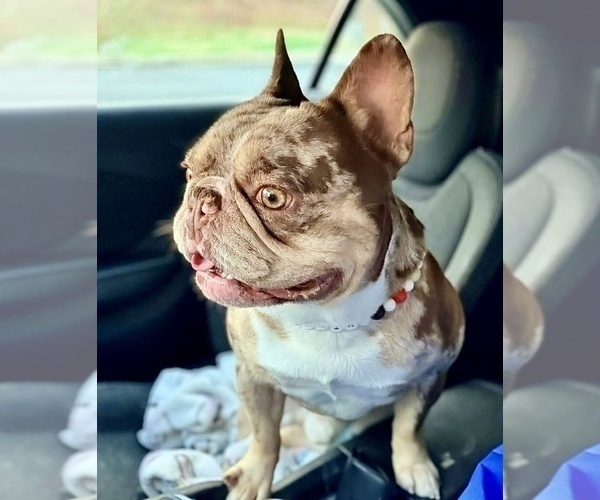 Medium Photo #1 French Bulldog Puppy For Sale in LAWRENCEVILLE, GA, USA