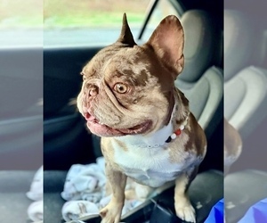 Father of the French Bulldog puppies born on 05/02/2026
