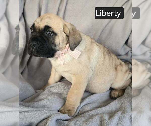 Medium Photo #2 Cane Corso Puppy For Sale in MINERAL WELLS, WV, USA