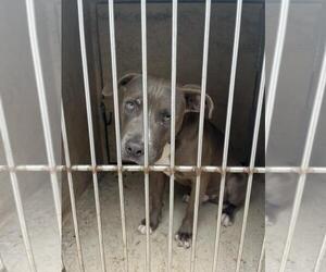 American Pit Bull Terrier Dogs for adoption in Oklahoma City, OK, USA