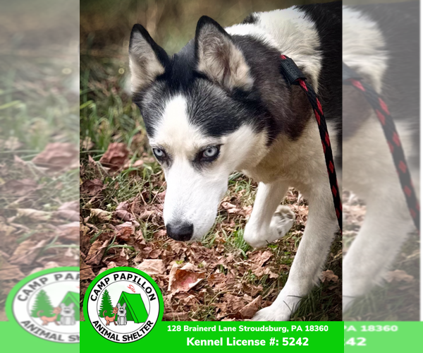Medium Photo #4 Siberian Husky Puppy For Sale in Stroudsburg, PA, USA