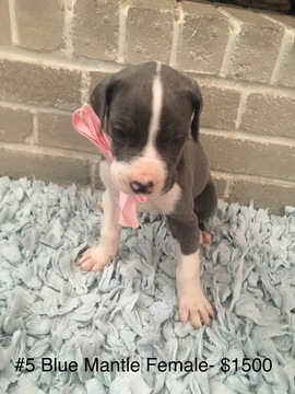 Medium Photo #1 Great Dane Puppy For Sale in NORMAN, OK, USA