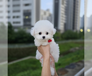 Medium Bichon Frise