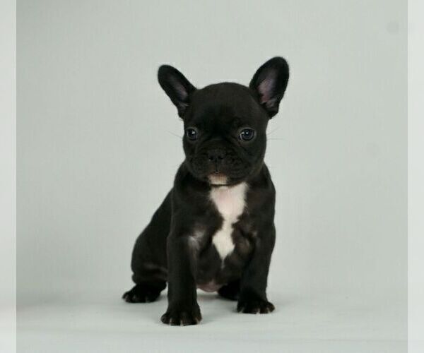Medium Photo #1 French Bulldog Puppy For Sale in WARSAW, IN, USA