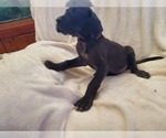Small Photo #7 Great Dane Puppy For Sale in BARTLETT, IL, USA