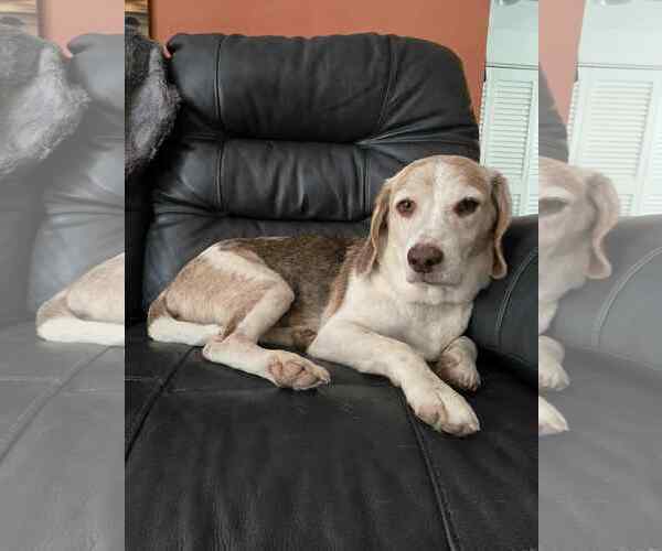 Medium Photo #2 Beagle Puppy For Sale in Tampa, FL, USA