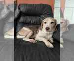 Small #1 Beagle