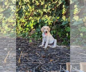 Labrador Retriever Puppy for Sale in SACRAMENTO, California USA