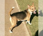 Small #1 German Shepherd Dog