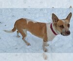 Small Photo #4 American Staffordshire Terrier-Unknown Mix Puppy For Sale in Olalla, WA, USA