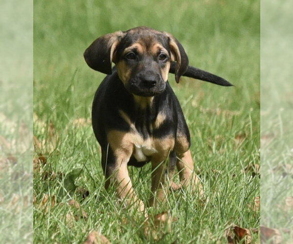 Medium Photo #4 Australian Shepherd-Unknown Mix Puppy For Sale in Mechanicsburg, PA, USA
