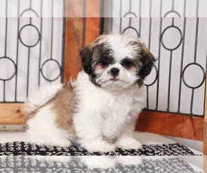 Shih Tzu Puppy for sale in NAPLES, FL, USA