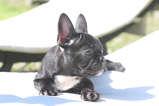 Medium Photo #9 French Bulldog Puppy For Sale in HOLLYWOOD, FL, USA