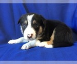 Small Photo #2 Border Collie Puppy For Sale in MARIPOSA, CA, USA