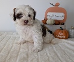 Small #9 ShihPoo