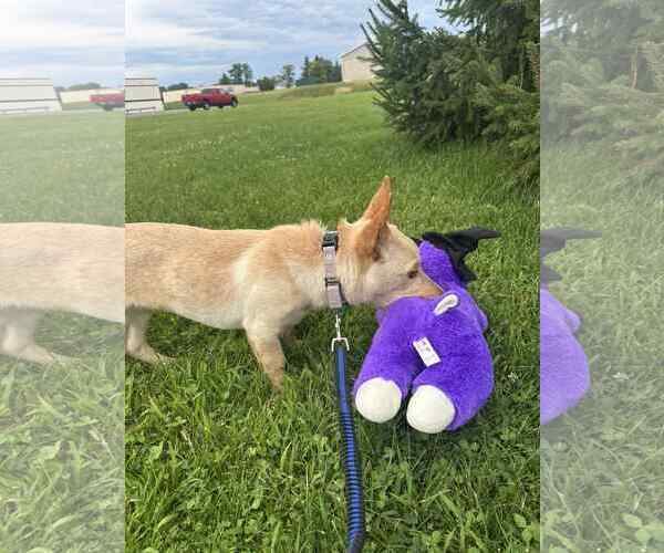 Medium Photo #2 Chi-Corgi Puppy For Sale in Mukwonago, WI, USA