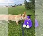 Small #1 Chi-Corgi