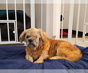 Grandpa Leo - Male Shih Tzu Dog for Adoption - Photo #4
