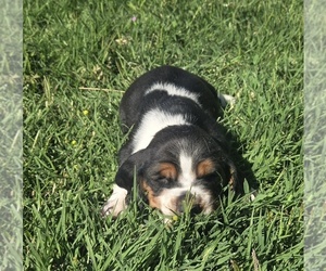 Basset Hound Puppy for Sale in TOPPENISH, Washington USA