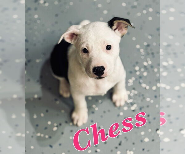 Medium Photo #1 Lab-Pointer Puppy For Sale in Lakewood, CO, USA