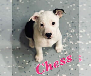 Lab-Pointer Dogs for adoption in Lakewood, CO, USA