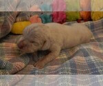 Small #9 Great Dane