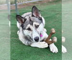 Small #3 German Shepherd Dog-Huskies  Mix