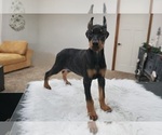 Small #10 Doberman Pinscher