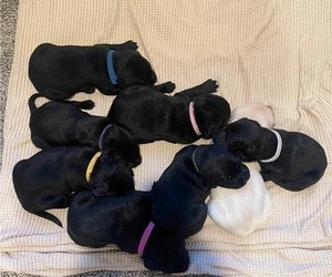 Labrador Retriever Litter for sale in BARRON, WI, USA