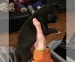 Small Photo #10 American Pit Bull Terrier Puppy For Sale in CHATSWORTH, GA, USA