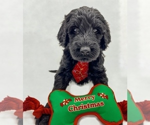 Labradoodle-Poodle (Standard) Mix Puppy for sale in REXBURG, ID, USA