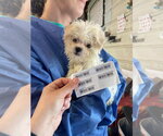 Small #1 Shih Tzu