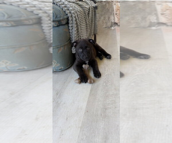 Medium Photo #3 Mutt Puppy For Sale in Springdale, PA, USA