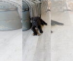 Small #2 Mutt