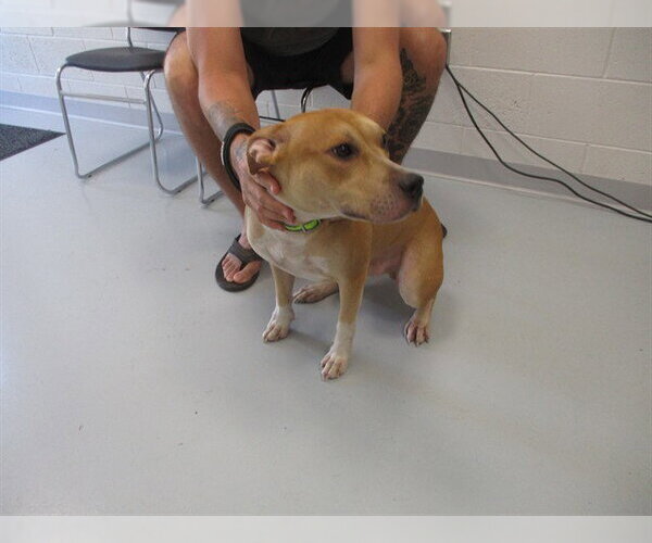 Medium Photo #1 American Pit Bull Terrier-Unknown Mix Puppy For Sale in Ocala, FL, USA