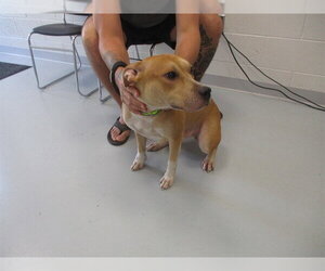 American Pit Bull Terrier-Unknown Mix Dogs for adoption in Ocala, FL, USA