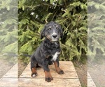 Small #2 Bernedoodle (Miniature)