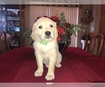 Small Photo #6 Golden Retriever Puppy For Sale in WEBSTER CITY, IA, USA