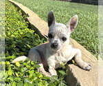 Small #9 Chihuahua